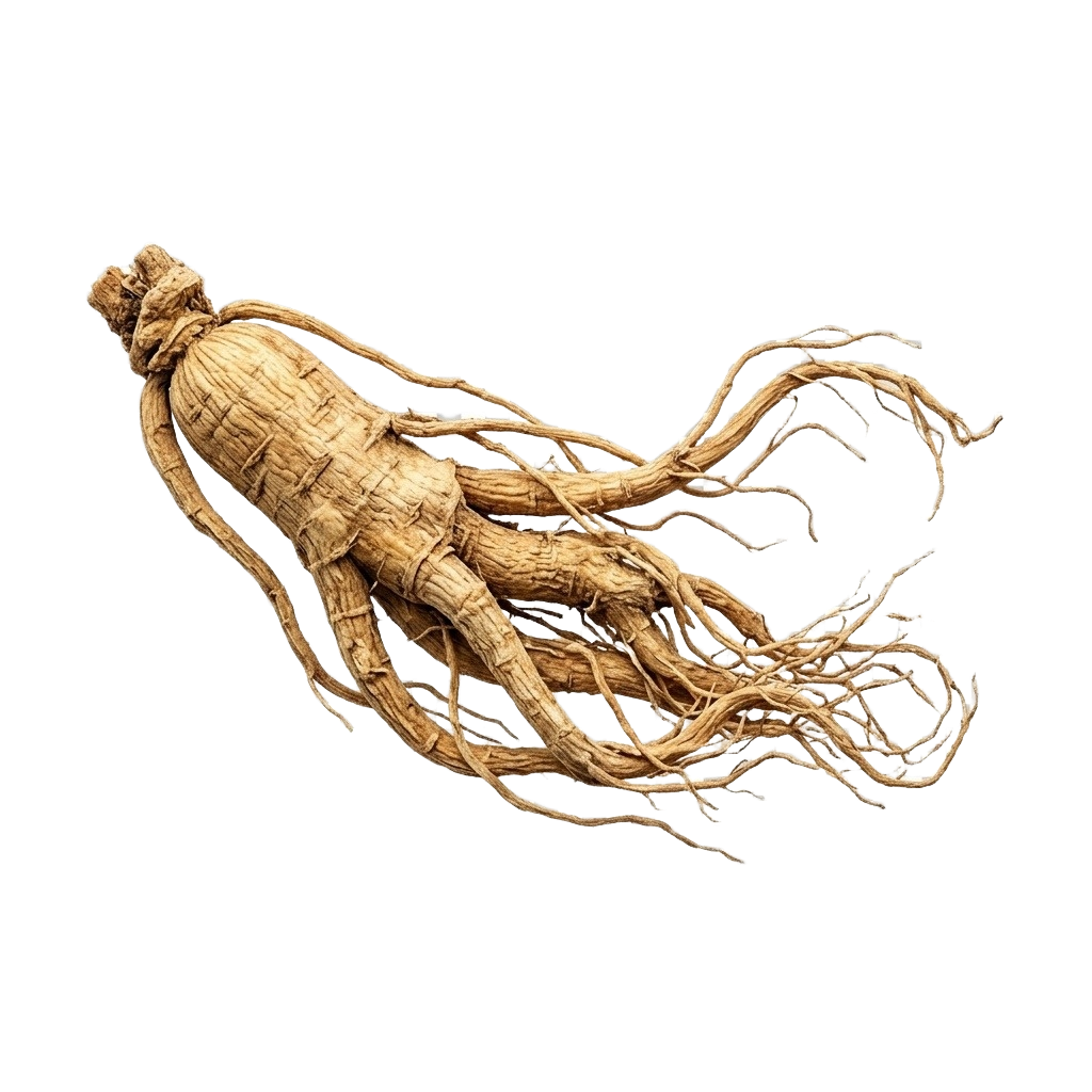 Ginseng