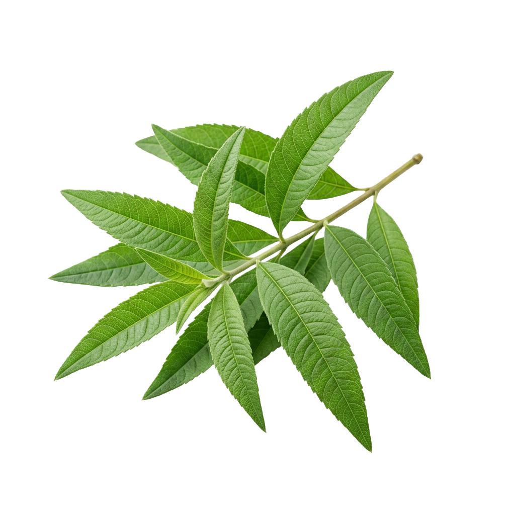 Verveine